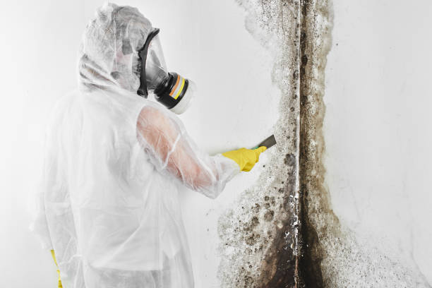 Certified Mold Removal in Rutherford, PA