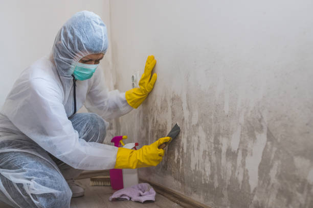 Professional Mold Removal in Rutherford, PA